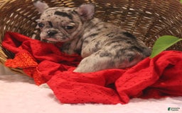 French Bulldog dogs for sale: French Bulldog 3 puppies - Image 11