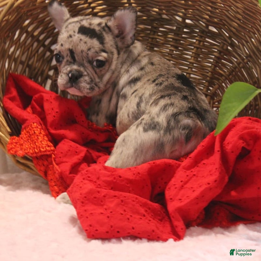 French Bulldog dogs for sale: French Bulldog 3 puppies - Image 11