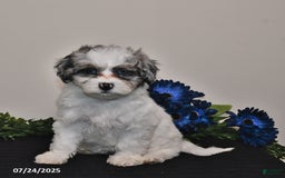 Shihpoo dogs for sale: Jenny - Image 1