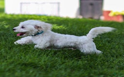 Maltese dogs for sale: Sterling - Image 15