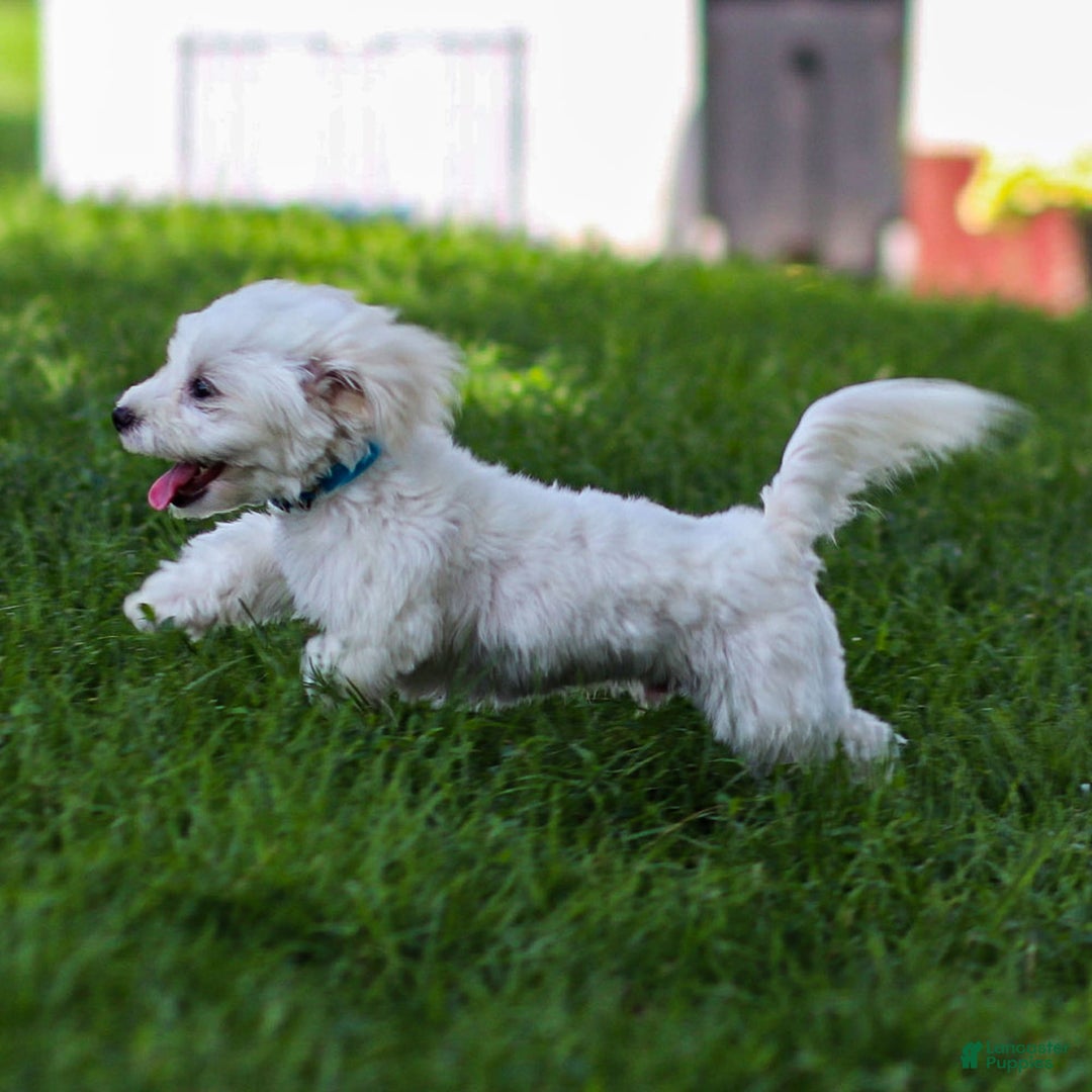 Maltese dogs for sale: Sterling - Image 15