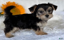 Morkie dogs for sale: LAYNE - Image 3