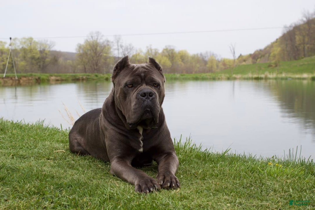 Cane Corso dogs for sale: Chief - Image 8
