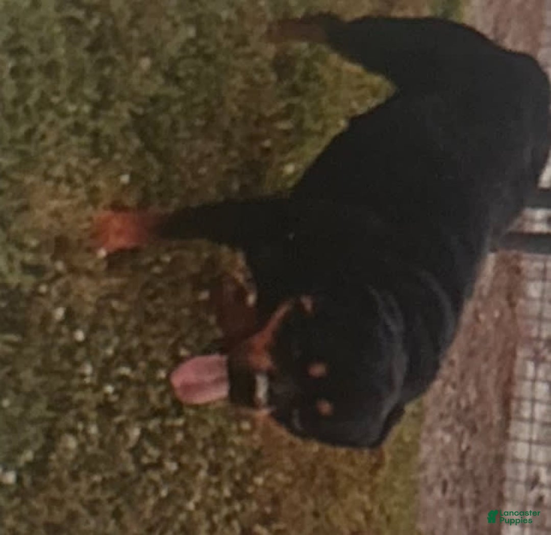 Rottweiler dogs for sale: Lylah - Image 8