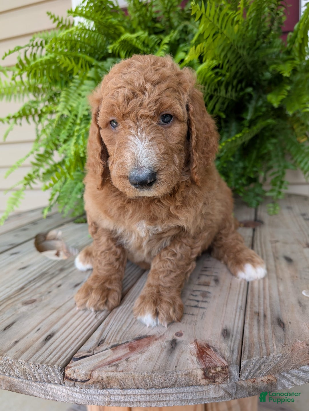 Goldendoodle dogs for sale: Asher - Image 2