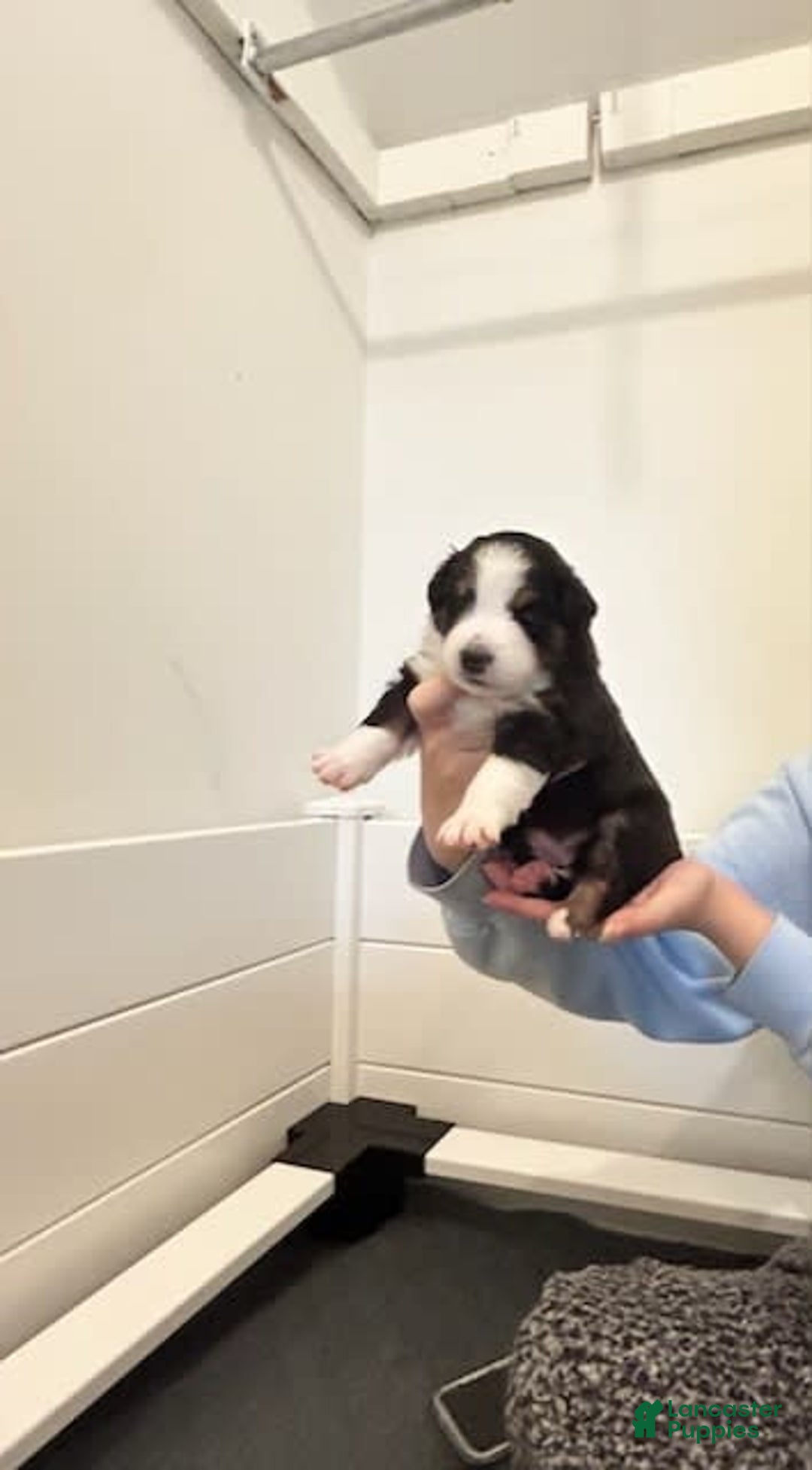 Australian Shepherd dogs for sale: Riley Fully Vaccinated - Image 4