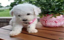 Bichpoo dogs for sale: Gigi - Image 16