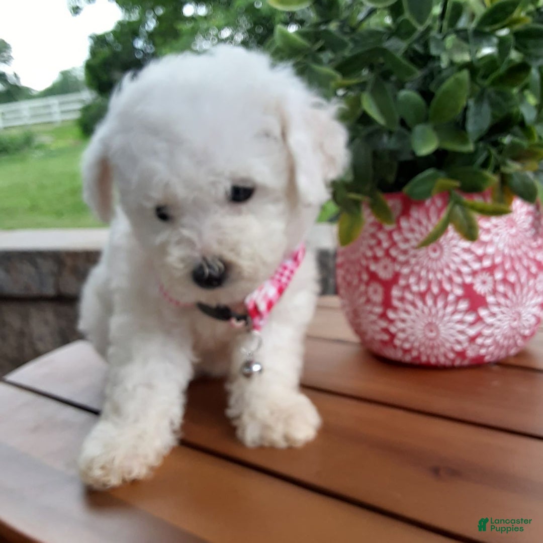 Bichpoo dogs for sale: Gigi - Image 16