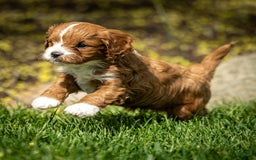 Cavapoo dogs for sale: Poppy - Image 16