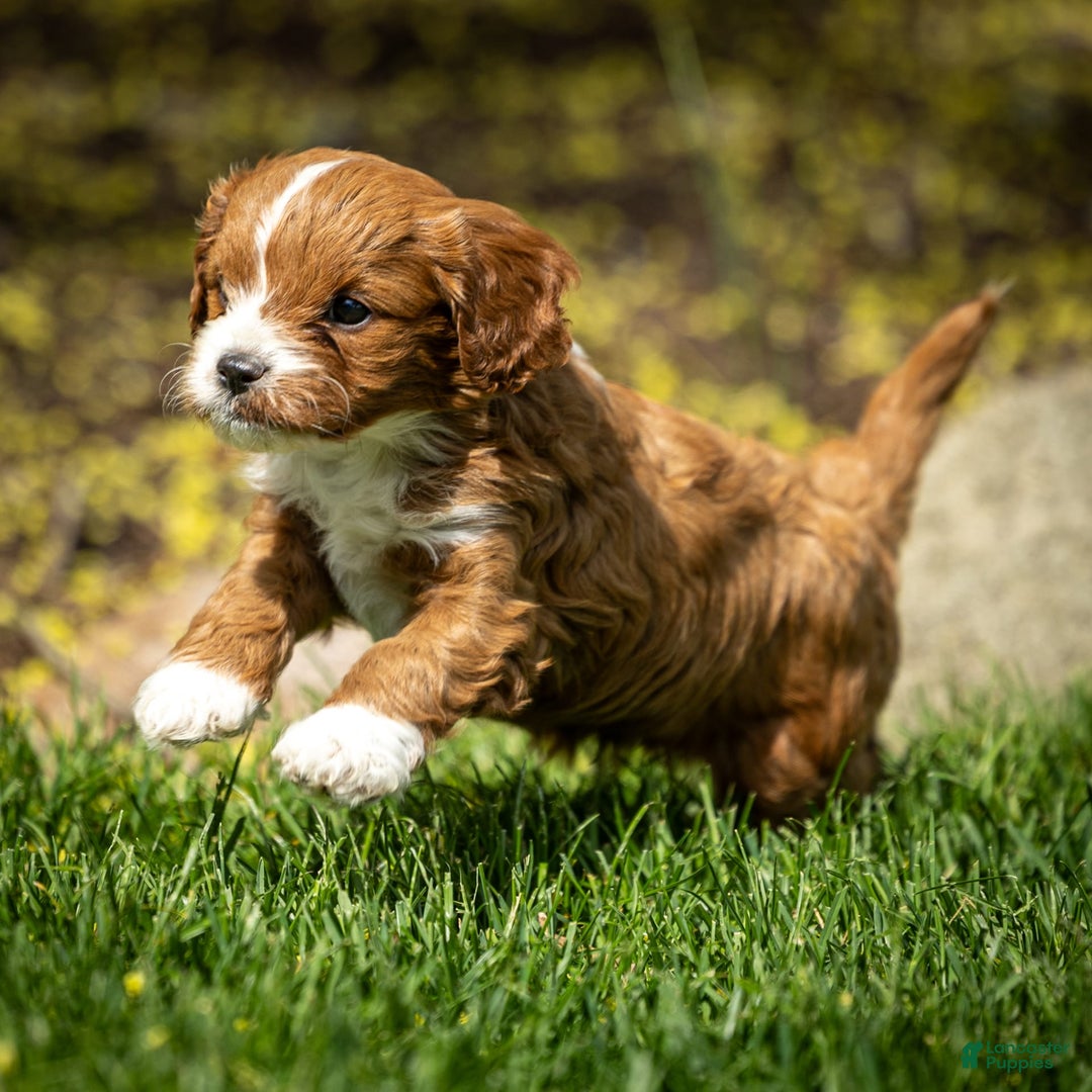 Cavapoo dogs for sale: Poppy - Image 16