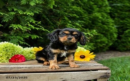 Cavalier King Charles Spaniel dogs for sale: Maddie - Image 4