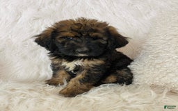 Bernedoodle dogs for sale: Mango - Image 9