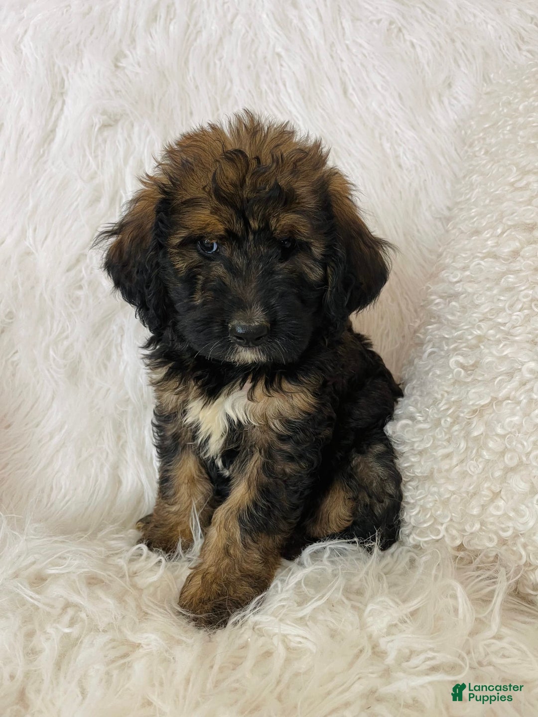 Bernedoodle dogs for sale: Mango - Image 9