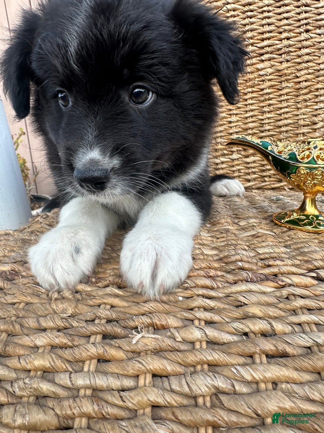 American Bully dogs for sale: Cocoa - Image 2