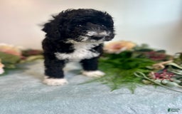 Mini Bernedoodle dogs for sale: Diamond - Image 9