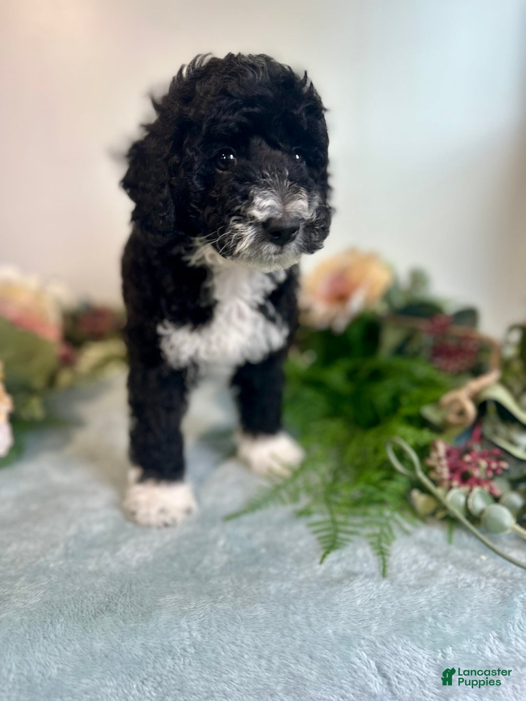 Mini Bernedoodle dogs for sale: Diamond - Image 9