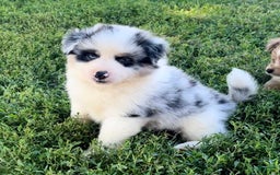 Shiba Inu dogs for sale: Benji - Image 4