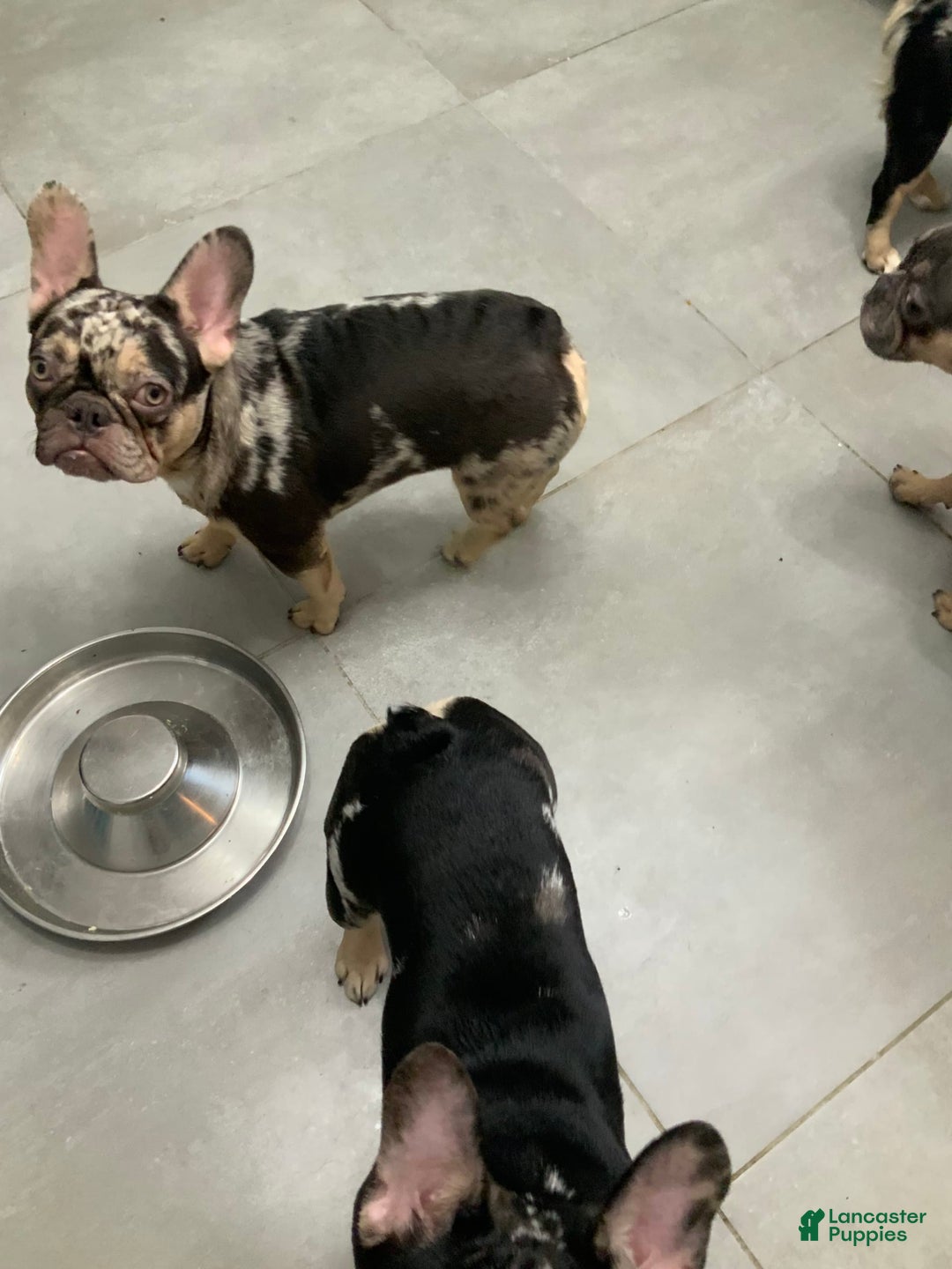French Bulldog dogs for sale: Kane - Image 3