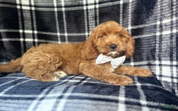 Cavapoo dogs for sale: Whiskey - Image 2