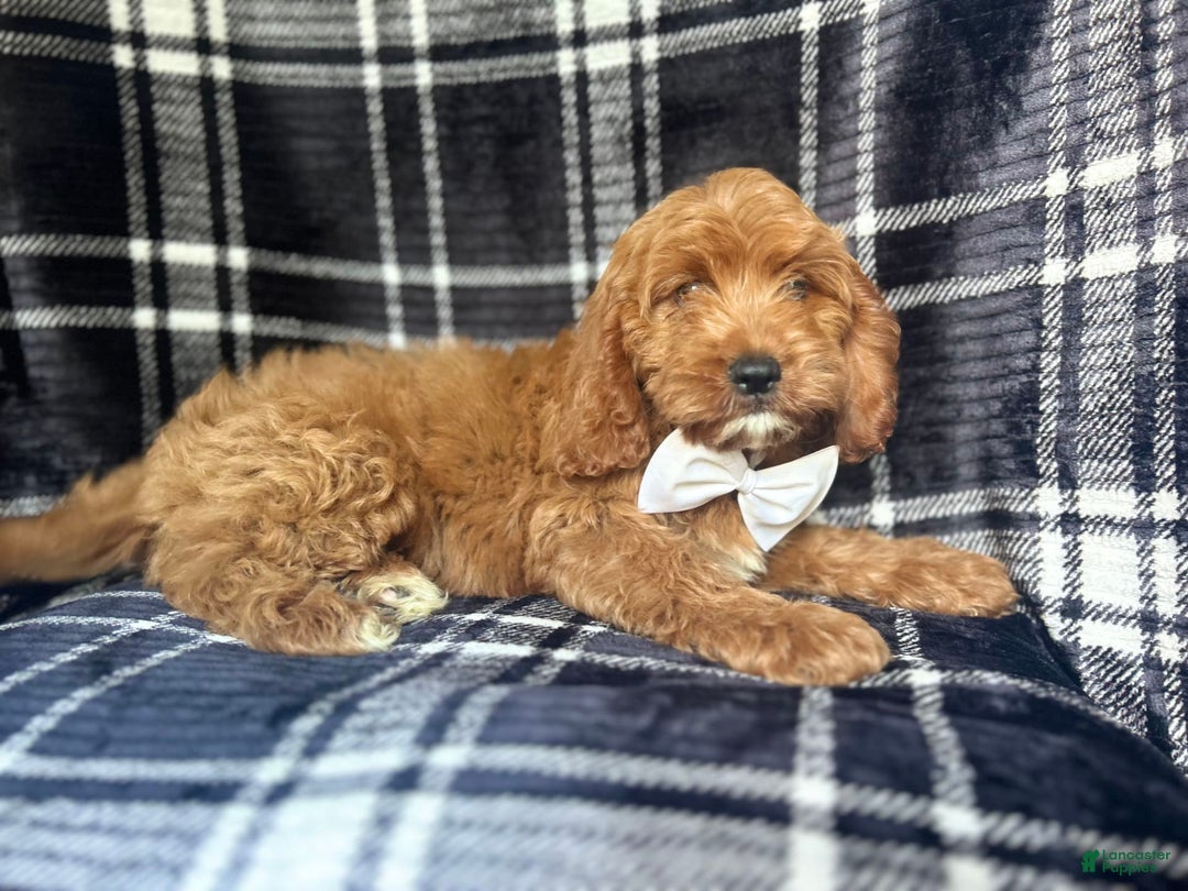 Cavapoo dogs for sale: Whiskey - Image 2