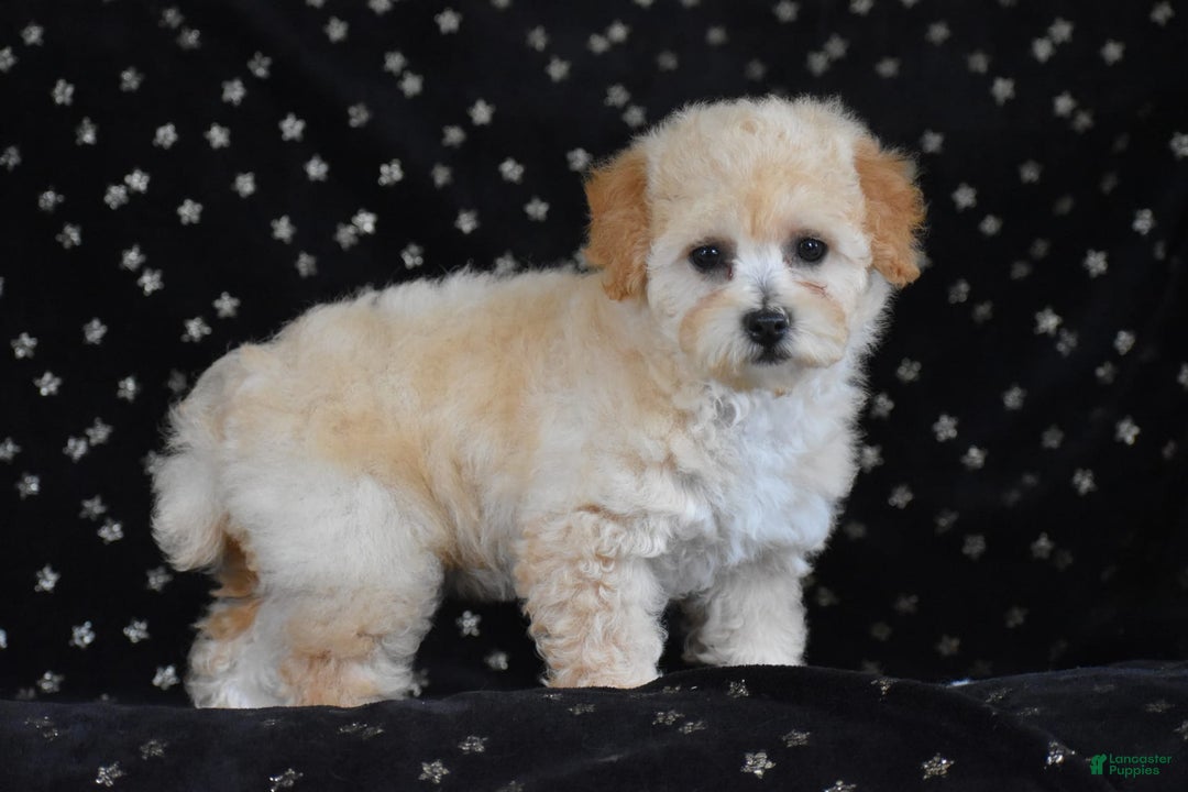 Miniature Poodle dogs for sale: Sierra - Image 3