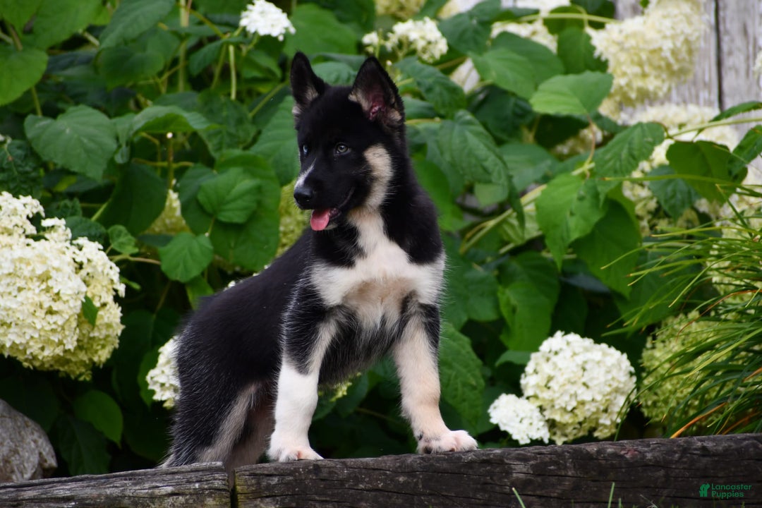 Gerberian Shepsky dogs for sale: Henry - Image 9