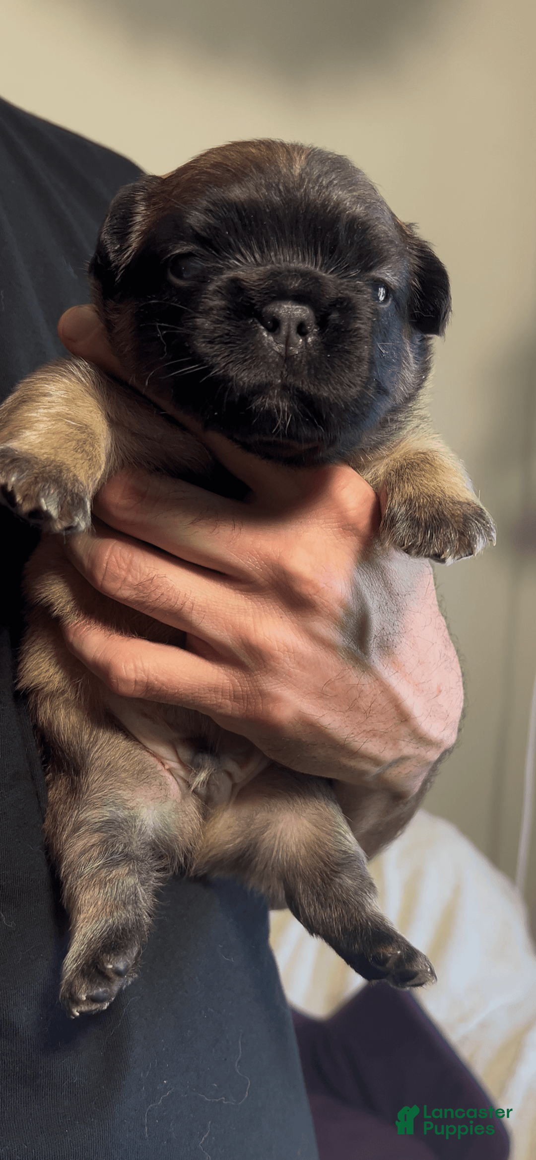 French Bulldog dogs for sale: Snickers The Fluffy - Image 2