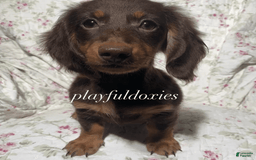 Dachshund dogs for sale: Brownie Chocolate Girl 1952 - Image 1