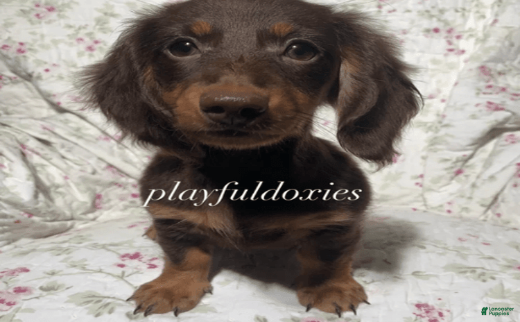 Dachshund dogs for sale - Ad 1