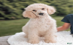 Standard Poodle dogs for sale: Charlie-moyen Poodle - Image 5