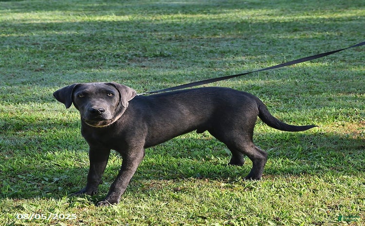 Labrador Retriever dogs for sale - Ad 4