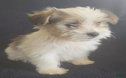 Cavalier King Charles Spaniel dogs for sale: Peanut - Image 6