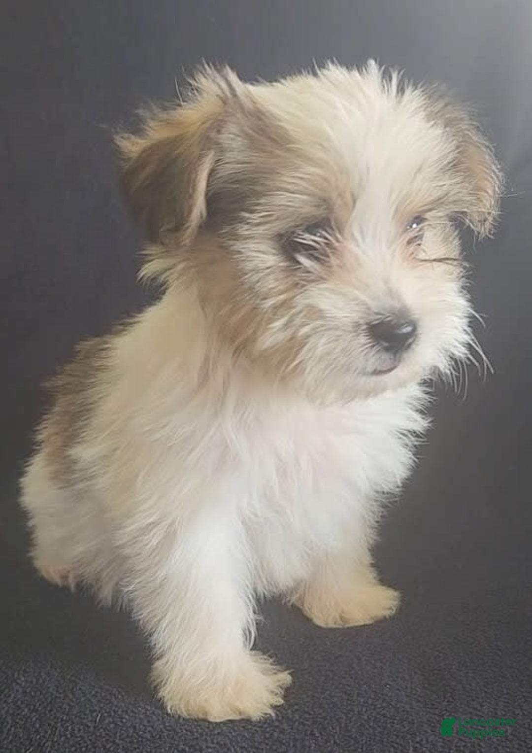 Cavalier King Charles Spaniel dogs for sale: Peanut - Image 6