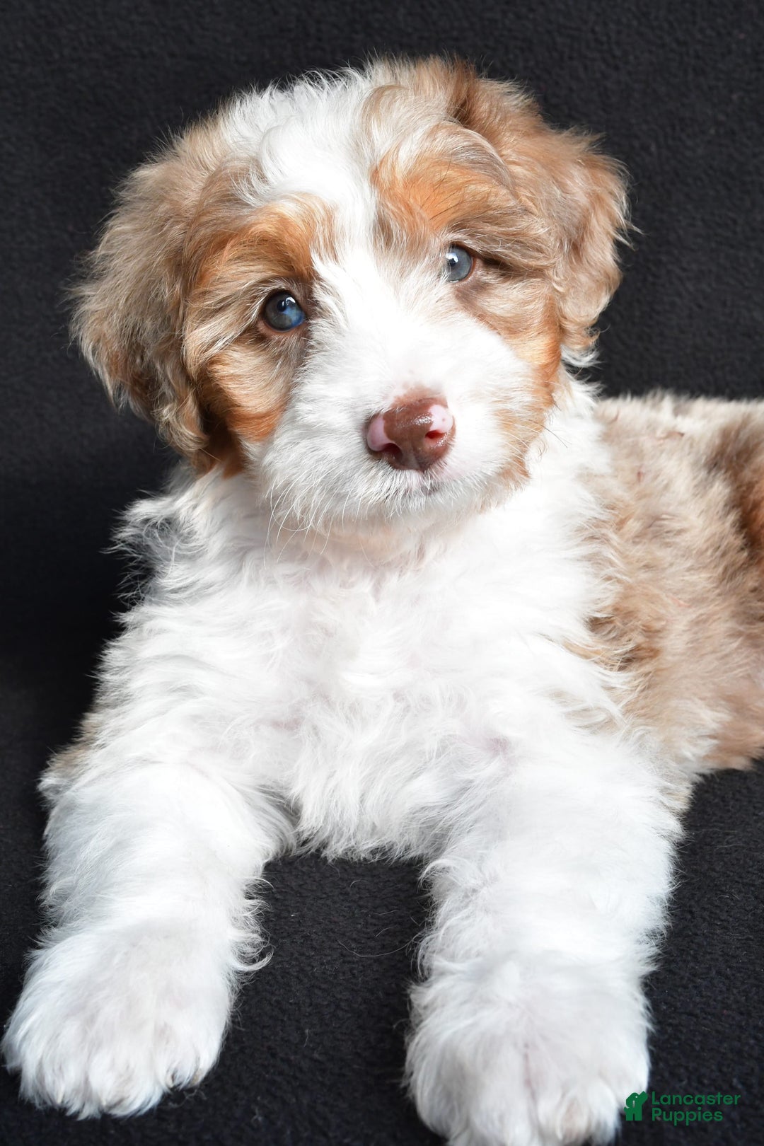 Mini Aussiedoodle dogs for sale: Julia - Image 9