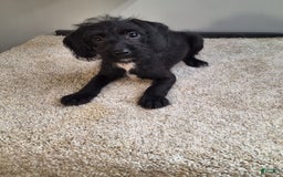 Jackapoo dogs for sale: Stormy - Image 1