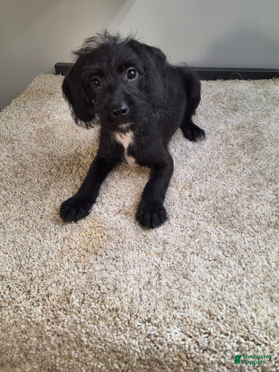 Jackapoo dogs for sale: Stormy - Image 1