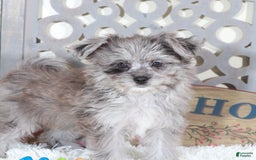 Pomapoo dogs for sale: Sapphire - Image 4