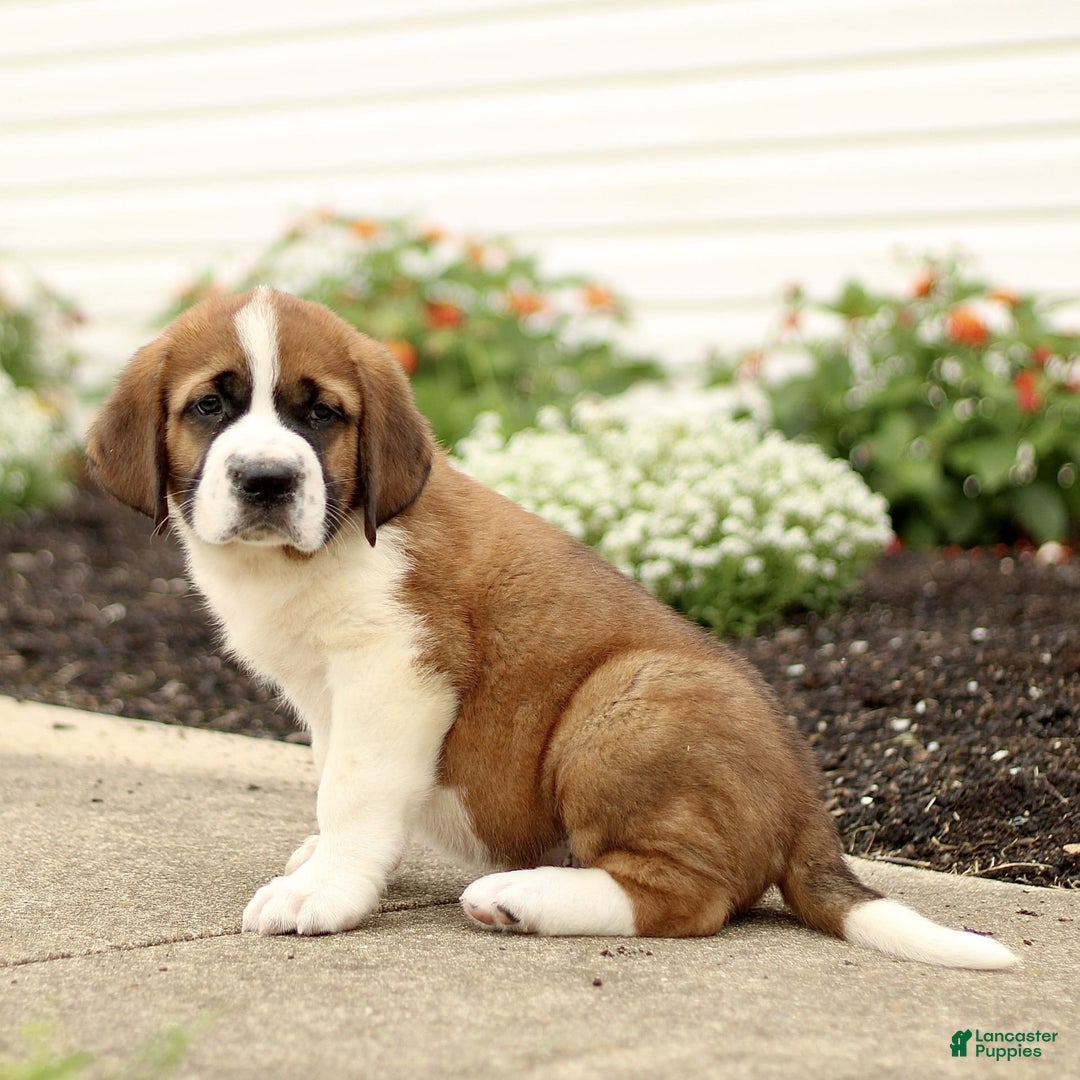 Saint Bernard dogs for sale: Chester - Image 2