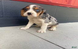 Beaglier dogs for sale: Alec - Image 1