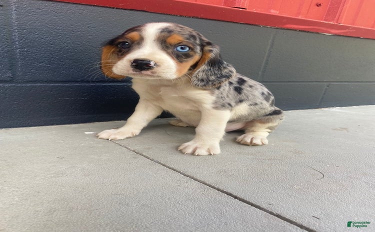 Beaglier dogs for sale - Ad 5