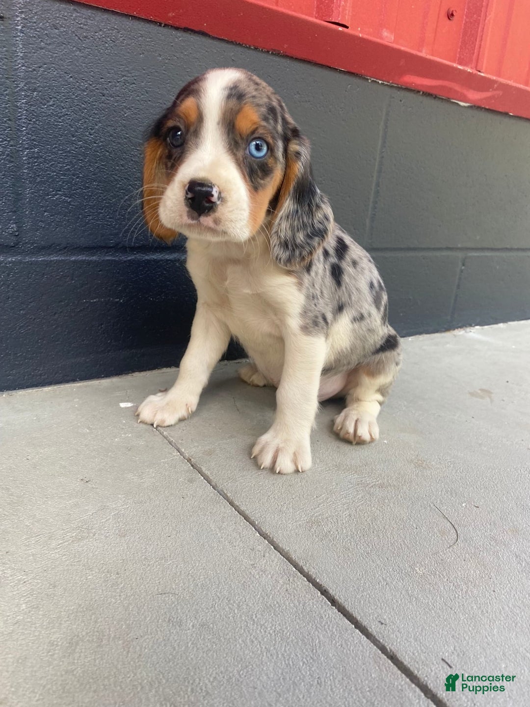 Beaglier dogs for sale: Alec - Image 1