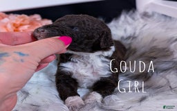 Mini Bernedoodle dogs for sale: Gouda - Image 1