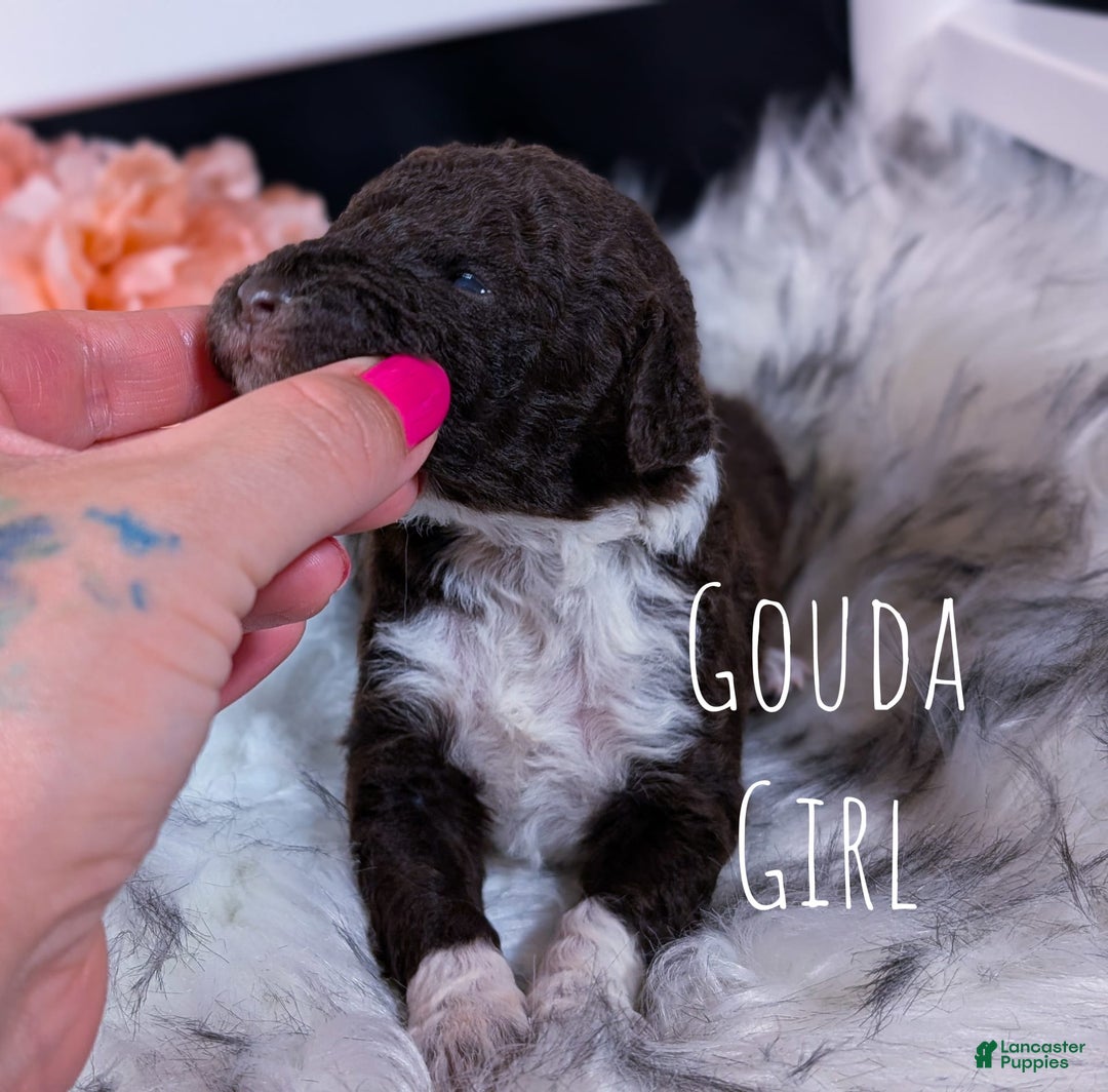 Mini Bernedoodle dogs for sale: Gouda - Image 1