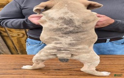 Staffordshire Bull Terrier dogs for sale: Hawks Ironman - Image 3