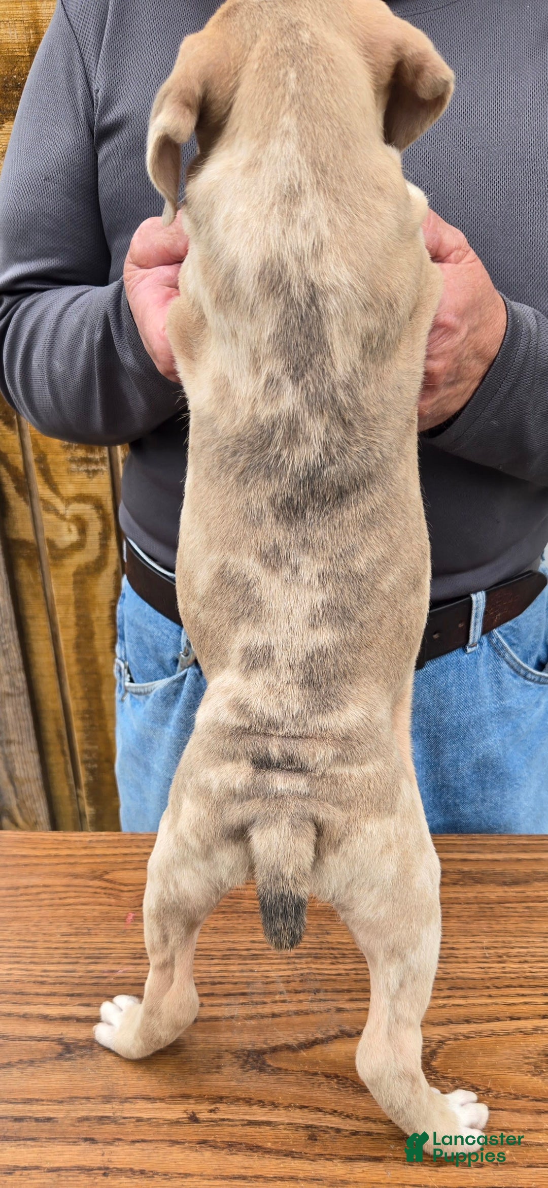 Staffordshire Bull Terrier dogs for sale: Hawks Ironman - Image 3