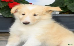 Collie dogs for sale: Perry - Image 9