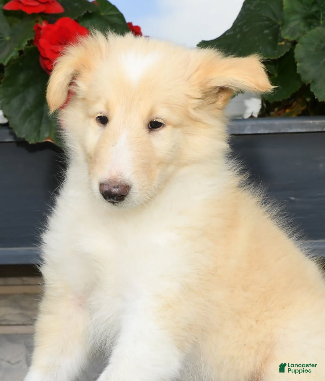 Collie dogs for sale: Perry - Image 9