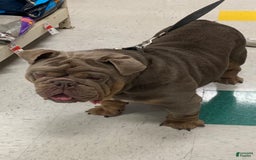 English Bulldog dogs for stud: Simba - Image 5