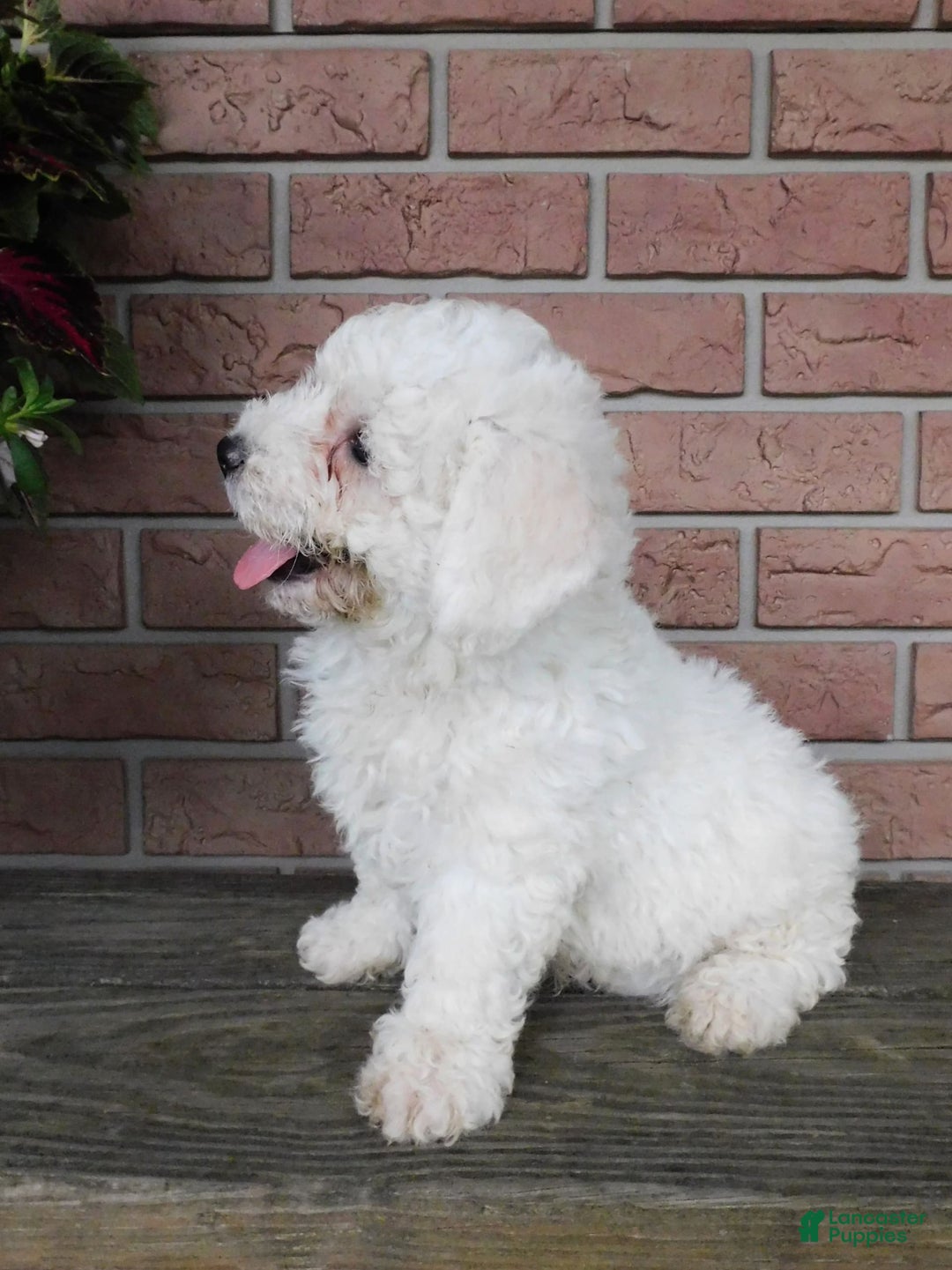 Bichon Frise dogs for sale: Joker - Image 1