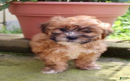 Shihpoo dogs for sale: Jasper - Image 6